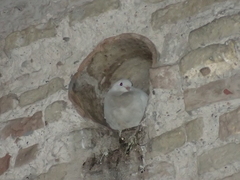 Columba livia domestica
