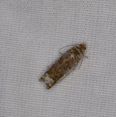Proteoteras naracana