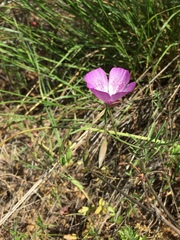 Clarkia cylindrica