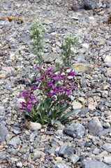 Penstemon confusus