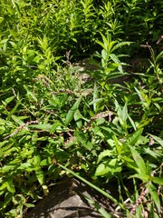 Persicaria decipiens