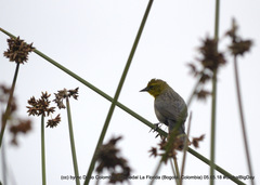 Chrysomus icterocephalus
