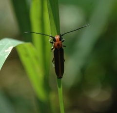 Dylobolus rotundicollis