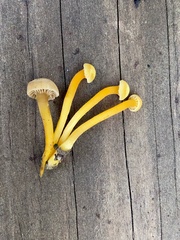 Hodophilus paupertinus