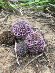 Pholisma arenarium
