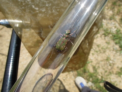 Cicindela