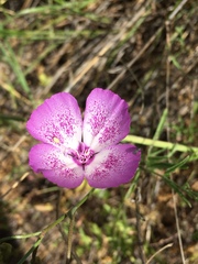 Clarkia cylindrica