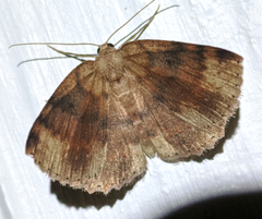 Casbia melanops