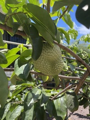 Annona montana