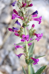 Penstemon confusus