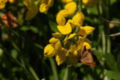 Butleria bissexguttatus