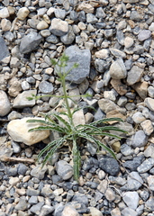 Frasera albomarginata