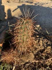 Echinocereus engelmannii engelmannii