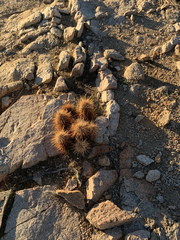 Echinocereus engelmannii engelmannii