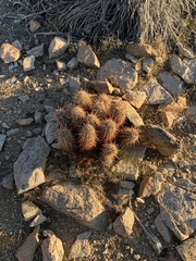 Echinocereus engelmannii engelmannii