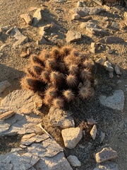 Echinocereus engelmannii engelmannii