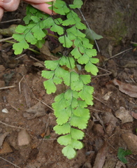Adiantum atroviride