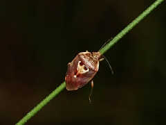 Eupolemus angularis