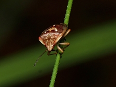 Eupolemus angularis