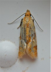 Phtheochroa vitellinana