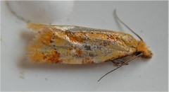 Phtheochroa vitellinana