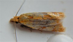 Phtheochroa vitellinana