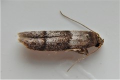 Blastobasis pulchella