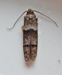 Blastobasis pulchella