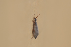 Epicauta fulvicornis