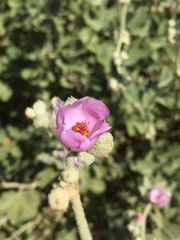 Malacothamnus orbiculatus