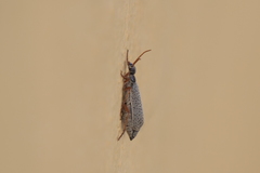 Epicauta fulvicornis