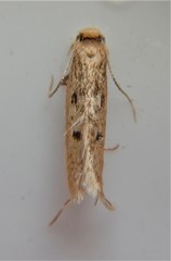 Niditinea orleansella