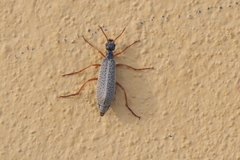 Epicauta fulvicornis