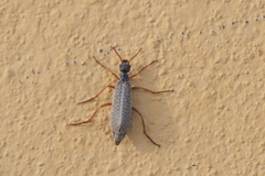 Epicauta fulvicornis