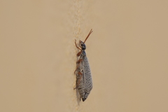 Epicauta fulvicornis