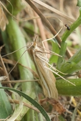 Orocrambus lewisi