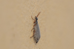Epicauta fulvicornis