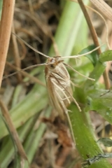 Orocrambus lewisi