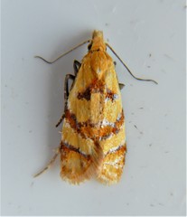 Phtheochroa vitellinana