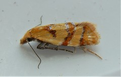 Phtheochroa vitellinana
