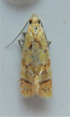 Phtheochroa vitellinana