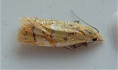 Phtheochroa vitellinana