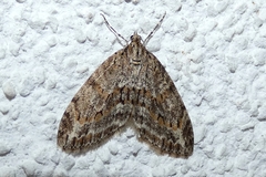 Trichopteryx polycommata