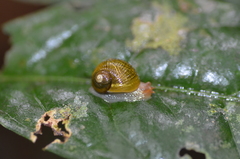 Simpulopsis corrugata
