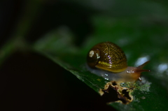 Simpulopsis corrugata