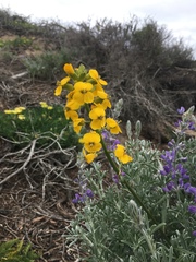 Erysimum suffrutescens