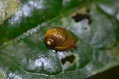 Simpulopsis corrugata