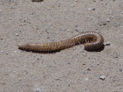 Diplopoda