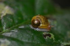 Simpulopsis corrugata
