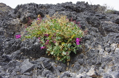 Penstemon petiolatus